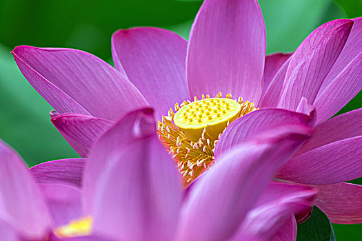 soi cầu misa