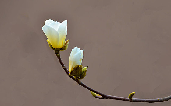 xs đại phát mb