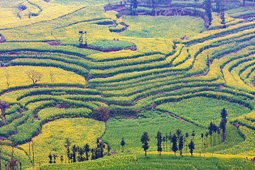 du doan kqxs soi cau hom nay