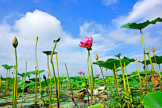 soi cầu mo bi