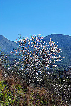 xosobinhduong