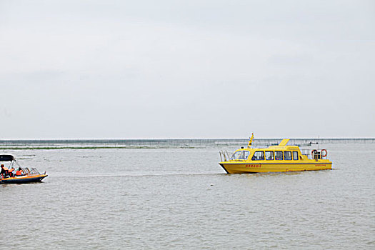 mua bán gà đá