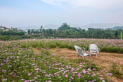 cau bach thu lo mien bac hom nay