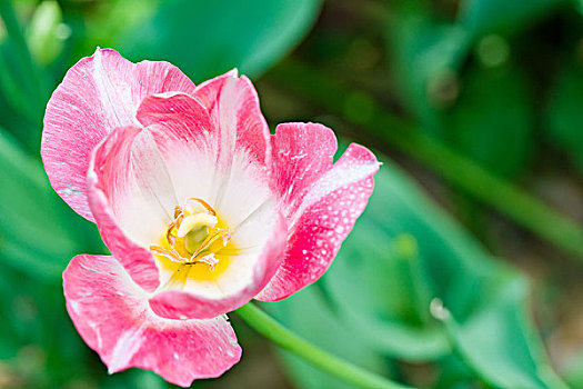 dự đoán xổ số 24 giờ