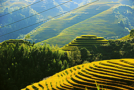 tỉ lệ ăn 3 càng