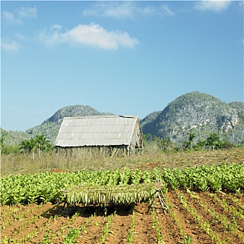 soi cau xo so 568